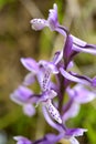 Wild Orchid of Sardinia