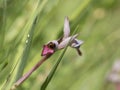 Wild orchid serapias lingua diagonal