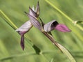 Wild orchid serapias lingua flower