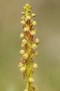 Wild orchid from Europe, Orchis anthropophora, Man Orchid formerly Aceras anthropophorum