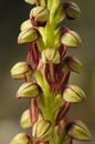 Wild orchid from Europe, Orchis anthropophora, Man Orchid formerly Aceras anthropophorum