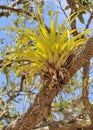 Wild orchid on tree branch