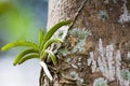 Wild orchid on tree