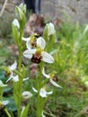 Wild orchid in uvala Scott