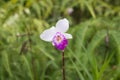 Wild Orchid (Bamboo Orchid) Royalty Free Stock Photo