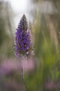 Wild Orchids, they are really so attractive.