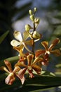 Wild Orchids. Borneo. Royalty Free Stock Photo