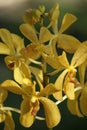 Wild Orchids. Borneo. Royalty Free Stock Photo
