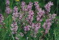 Wild orchids, Cozzano Pineta, Parma province, Italy