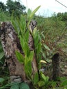 Wild orchids grow on the stump of dead trees