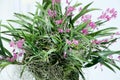 Wild orchids grown on dead wood and hanging as decoration.
