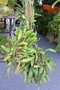 Wild orchids grown on dead wood and hanging as decoration.