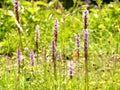 Wild orchids on a meadow in Germany Royalty Free Stock Photo