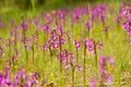 Wild orchids on meadow