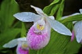 Wild orchids of Ontario - Pink Lady`s Slipper with dewdrop