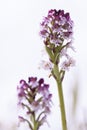 Wild orchids of Sweden