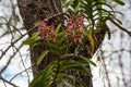 Wild orchids blooming in red and pink on tree in tropical climate, Komodo Island, Indonesia Royalty Free Stock Photo