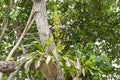 Wild orchids in tropical forest