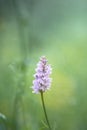 Wild pink flower in the meadow Royalty Free Stock Photo