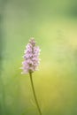 Wild pink flower in the meadow Royalty Free Stock Photo