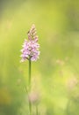 Wild pink flower in the meadow