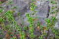 Wild oregano grows in the mountains. Raw oregano in field with blured background. Greek natural herb oregano. Royalty Free Stock Photo