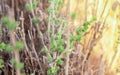 Wild oregano grows in the mountains. Raw oregano in field with blured background. Greek natural herb oregano. Green and fresh oreg Royalty Free Stock Photo