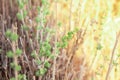 Wild oregano grows in the mountains. Raw oregano in field with blured background. Greek natural herb oregano. Green and fresh oreg Royalty Free Stock Photo