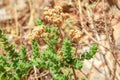 Wild oregano grows in the mountains. Raw oregano in field with blured background. Greek natural herb oregano. Green and fresh oreg Royalty Free Stock Photo