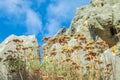 Wild oregano grows in the mountains. Raw oregano in field with blured background. Greek natural herb oregano. Green and fresh oreg Royalty Free Stock Photo