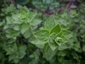 Wild oregano grows in the mountains. Raw green Oregano in field. Greek natural herb oregano Royalty Free Stock Photo