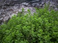 Wild oregano grows in the mountains. Raw green Oregano in field. Greek natural herb oregano. Green and fresh oregano flowers. Royalty Free Stock Photo