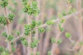 Wild oregano grows in the mountains. Raw oregano in field with blured background. Greek natural herb oregano. Green and fresh oreg Royalty Free Stock Photo