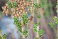 Wild oregano grows in the mountains. Raw oregano in field with blured background. Greek natural herb oregano. Green and fresh oreg Royalty Free Stock Photo