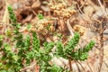 Wild oregano grows in the mountains. Raw oregano in field with blured background. Greek natural herb oregano. Green and fresh oreg Royalty Free Stock Photo