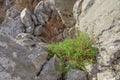 Wild oregano grows in the mountains. Raw oregano in field with blured background. Greek natural herb oregano. Green and fresh oreg Royalty Free Stock Photo