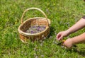 Wild oregano herbs