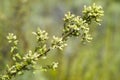 Wild oregano (Origanum vulgare) Royalty Free Stock Photo