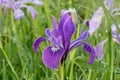 Purple Petaled Oregon Iris 02 Royalty Free Stock Photo