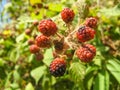 Wild organic blackberries blackberry branch.  Ripe and unripe blackberries grows on the bush in summer Royalty Free Stock Photo