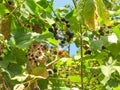 Wild organic blackberries blackberry branch Royalty Free Stock Photo