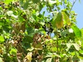 Wild organic blackberries blackberry branch. Royalty Free Stock Photo