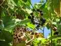 Wild organic blackberries blackberry branch. Royalty Free Stock Photo