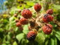 Wild organic blackberries blackberry branch. Royalty Free Stock Photo