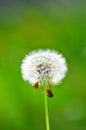 Wild Organic Dandelion Salad Royalty Free Stock Photo