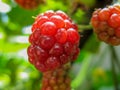 Wild organic unripe blackberries . Royalty Free Stock Photo