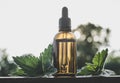 Wild organic Urtica dioica, common nettle, stinging nettle tincture in small brown glass bottle outdoors with fresh plant leaves. Royalty Free Stock Photo