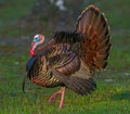 Wild Osceola turkey - Meleagris gallopavo osceola - aka Florida turkey, is a subspecies of wild turkey that only occurs in the