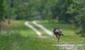 Wild Osceola turkey Meleagris gallopavo osceola