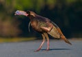 Wild Osceola turkey Meleagris gallopavo osceola, aka Florida turkey, is a subspecies of wild turkey that only occurs in the Royalty Free Stock Photo